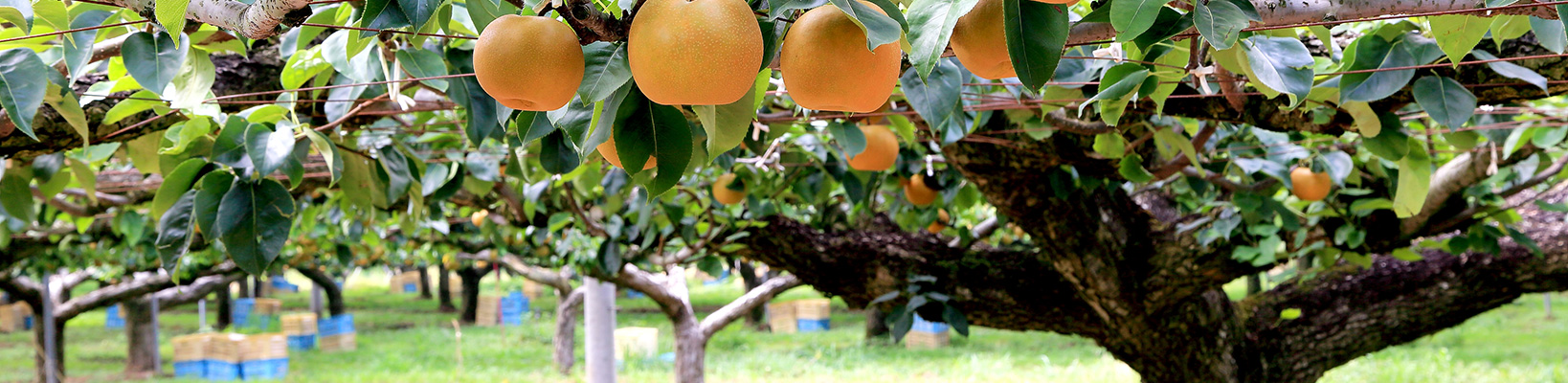 果物・野菜収穫用ツール